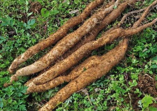 请问一下山药豆种植方法与时间