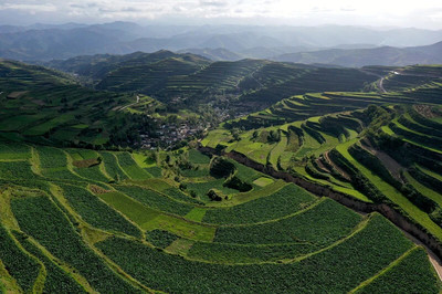 宕昌县拉路梁中药材标准化种植示范基地