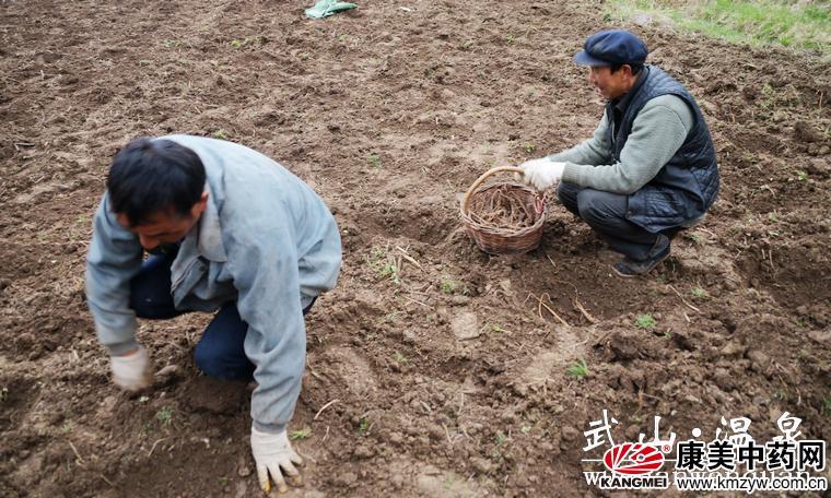 甘肃武山县温泉乡大力开展中药材种植