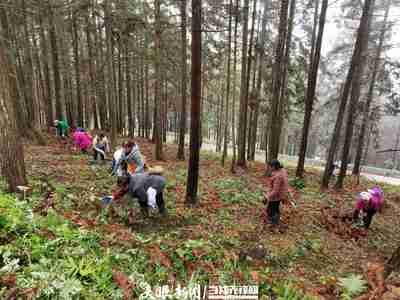 锦屏固本乡:“黄精”中药材产业助力乡村振兴