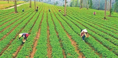 科技特派员伍风业潜心开发中药材种植助力乡村振兴