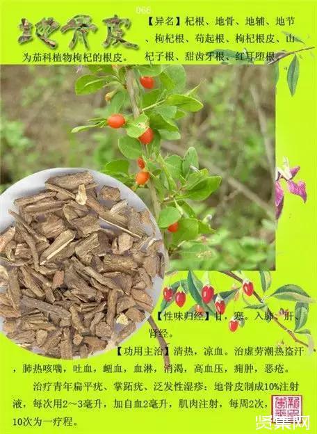 100种中草药大全名字和图片形态及功效主治