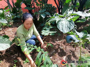 双柏县爱尼山乡中药材种植促农增收