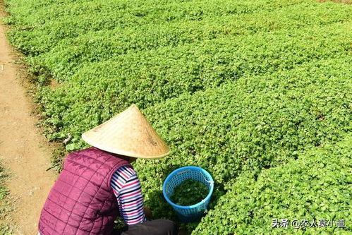 哪一种中药材种植效益最佳,风险最低