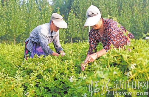 襄汾 大力发展中药材特色产业 带动当地群众持续增收