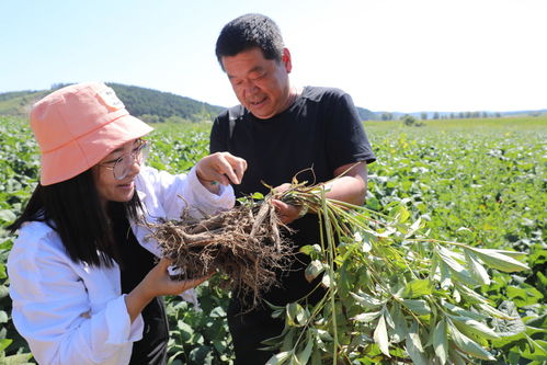 东丰四合村 种植中药材,开出 致富方