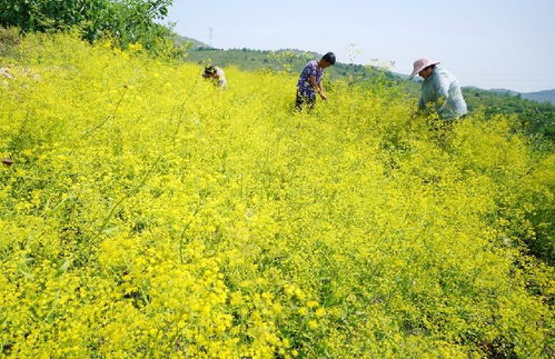 唐山丰润中药材种植带动500多户农民实现增收