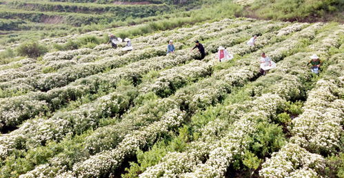 药农在内丘县老树围村中药材种植基地采收北京菊