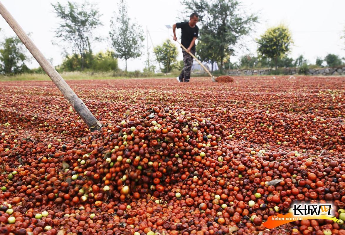 在内丘县柳林镇近郎村中药材种植基地,村民对酸枣进行晾晒作业.