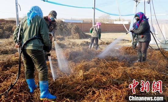 新疆中药材种植成为牧民增收新亮点