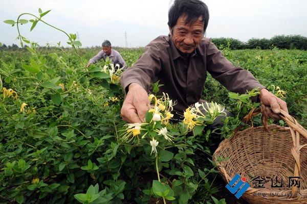 江苏省最大中药材种植基地喜获丰收