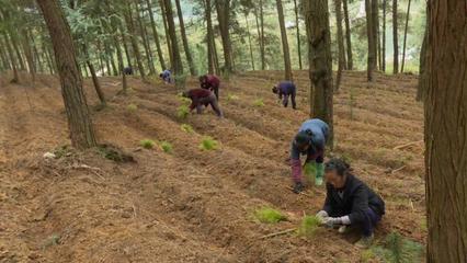 谷硐镇兰山村:发展林下中药材 让绿水青山变金山银山