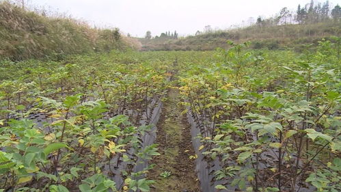 全州唯一 花垣被认定为湖南省中药材种植基地示范县