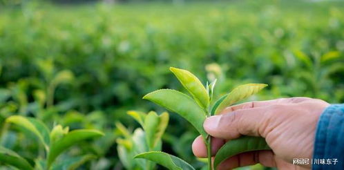 中药材种植的秘密揭示, 了解中药副作用的起源