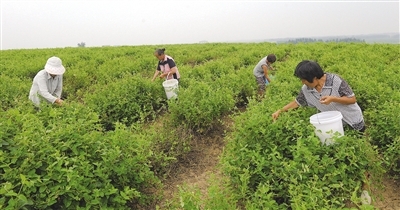 南阳抗疫中的中医药力量