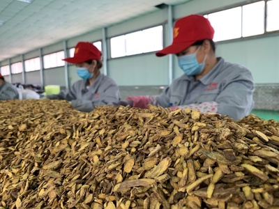 中药植于山,脱贫引路明--中药种植“领头羊”李明山领衔脱贫致富