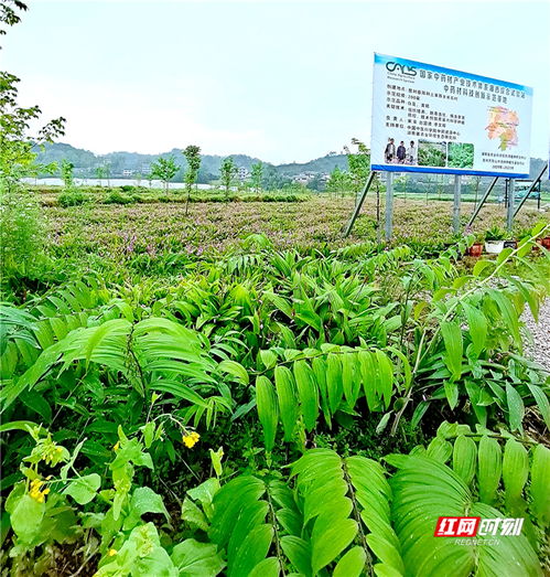 张家界一批创业青年人才赴中药材基地 取经