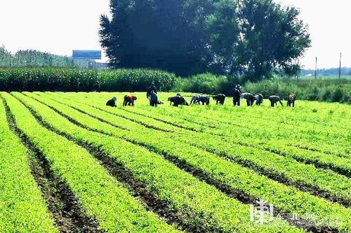 黑龙江省富裕县 中草药种植成增收新路